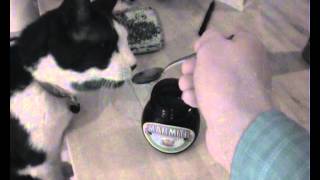 Cat eats marmite