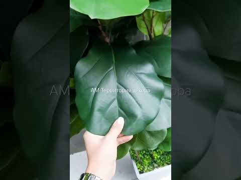 Фикус Лирата. Любимчик