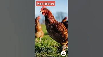 Avian Influenza | Bird Flu