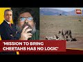 Valmik thapar slams modi govt over bringing cheetahs to india says indigenous species will suffer