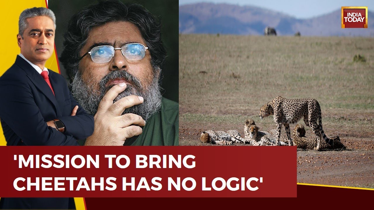 Valmik Thapar Slams Modi Govt Over Bringing Cheetahs To India, Says Indigenous Species Will Suffer