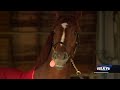 Will Rich Strike go to Preakness? Derby winner's team weighing decision