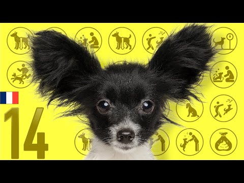 #14 Papillon ❤️ TOP100 Cute Dog Breeds Video