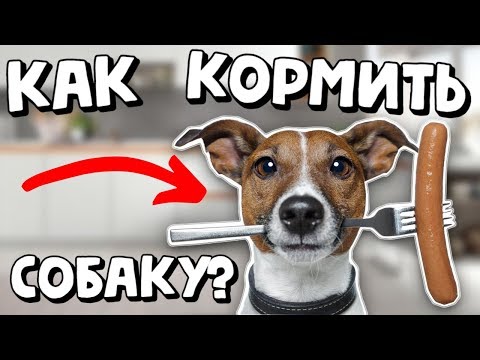 КАК КОРМИТЬ СОБАКУ? | ОСОБЕННОСТИ ПИЩЕВАРИТЕЛЬНОЙ СИСТЕМЫ СОБАК