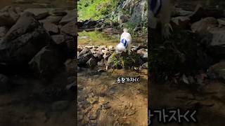 워밍업하는 꽃개ㅋ 뛰어 뛰어! #블랙핑크 #뛰어 #이틀 #강아지 #dogshorts