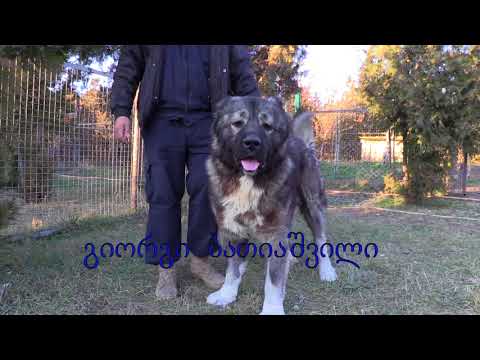 ვიდეო: არცერთი მეგობარი არ რჩება უკან: SPCA პროგრამა ძაღლებს ტრანსპორტირებს ომიდან გაუსწორებული ერაყიდან აშშ-ში