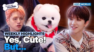 [Weekly Highlights] Yes,Cute! But... [Dogs Are Incredible] | KBS WORLD TV 240507