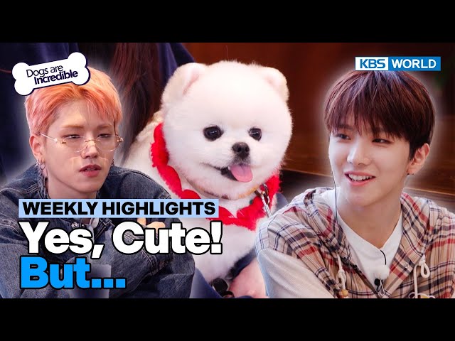 [Weekly Highlights] Yes,Cute! But... [Dogs Are Incredible] | KBS WORLD TV 240507 class=