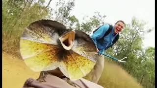 Cameraman brutally attacked by Frilled Lizard 🔥 #shorts