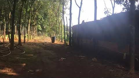 3.2hec tiêu cafe xen sàu riêng và cao su đường bê tông đak nông