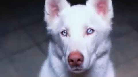 Deftones~ Risk (unofficial Video)