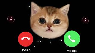 EP.31 Hello Are You There? (Original)  iphone cat