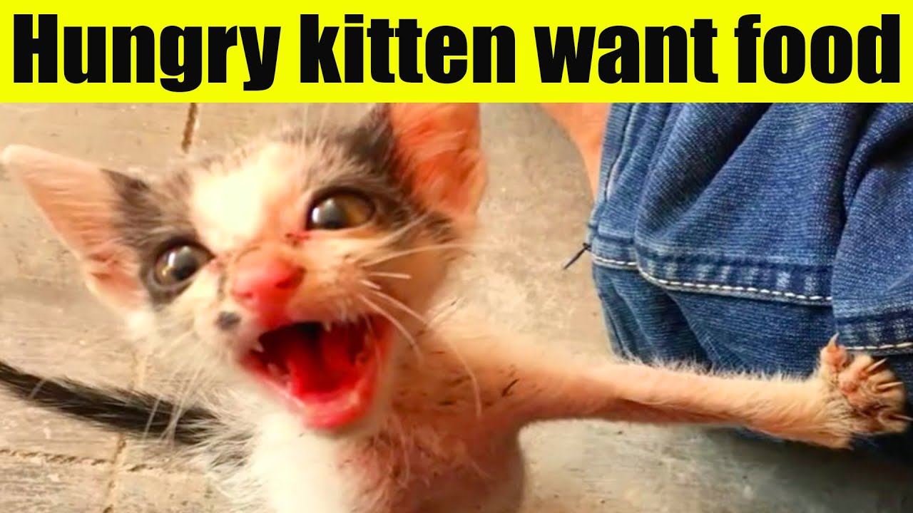 hungry-kitten-wants-food-cat-world-youtube