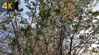 Великолепное пение соловья на цветущей вишне Живая природа 4К Голосистый соловей