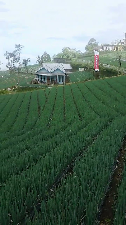 bawang daun 52 hst hasil aplikasi paket penyubur mastofol x dekamon
