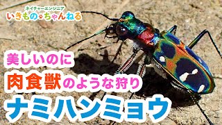 ナミハンミョウ　日本最大の美しい斑猫！その虎のような狩りとは？