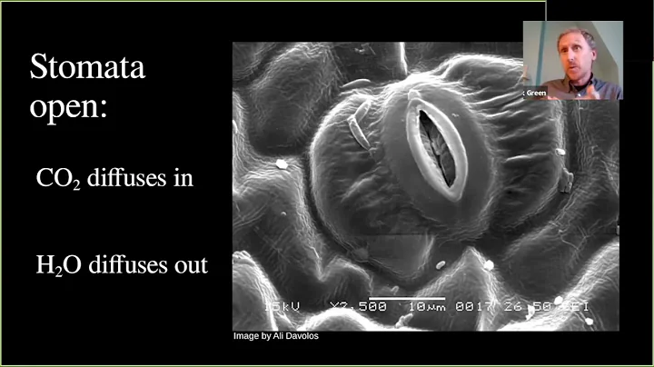 Science of Origins: Climate Change Impacts on Water in Northeastern U.S. Forests
