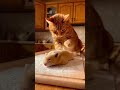 Камера фокусируется крупным планом на теплой, уютной кухне. На деревянной разделочной доске, слегка