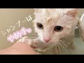 【vlog】お風呂好き子猫にするためにお風呂でチュールあげてみた