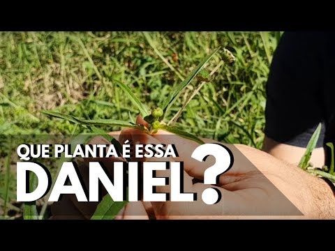 Vídeo: Onde cresce a erva jimson?