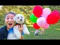 I MADE MY DOG FLY!!