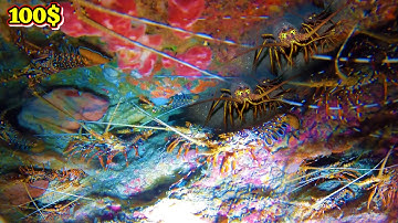 Lặn Biển Trúng Đậm Ổ Tôm Hùm Và Mực Lá Lúc Nửa Đêm | (P9)