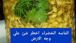 فوائدالقمح المبرعم المستنبت العجيبه التى لا تصدق للا نسان) soil less wheatsprouts(طريقه استنبات قمح)