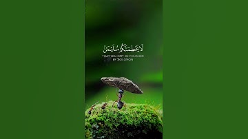 القارئ اسلام صبحي🌱||ماتيسر من سورة النمل🐜||ستوري قرآنQuran 🤍🌿