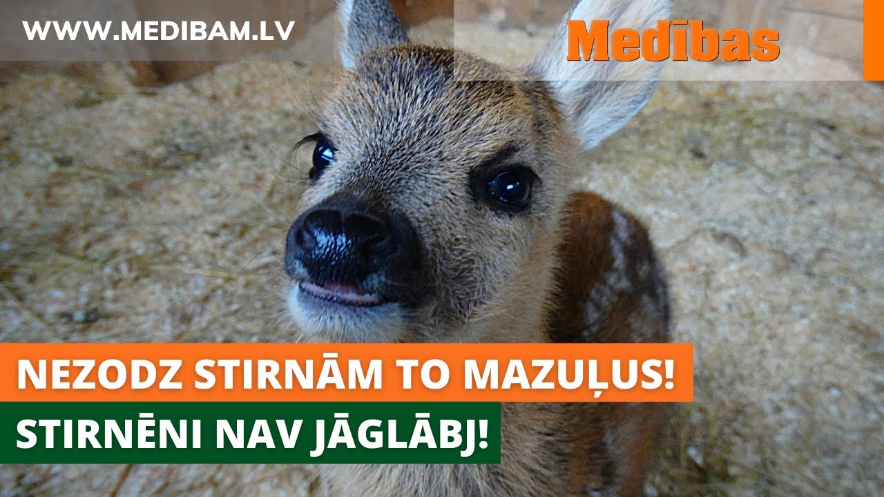 Stirnēns mežā nav jāglābj! No meža aiznesto dzīvnieku mazuļu liktenis bieži beidzas traģiski!