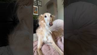 the sound of music: abby’s version #dogsofyoutube #borzoi #dog #dogtok #borzoidog #silkenwindhound