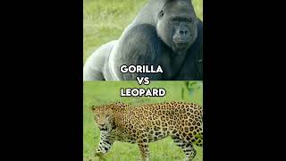Pitbull Vs Kangal Vs Rhino Vs Hippo Vs Lion Vs Tiger Etc.ending The Debate