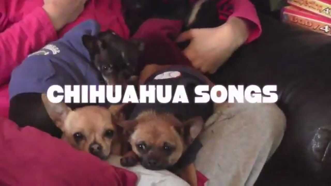 chihuahua song youtube