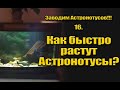 Заводим Астронотусов!!! 16. Как быстро растут Астронотусы