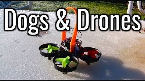 Tiny Whoop / Eachine E010 BeeCore F3 Betaflight - Dogs and Drones