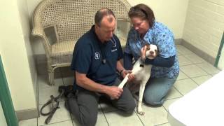 Limping Dog:Muscle Strain or Muscle Pull