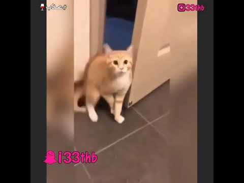 ياساتر يارب