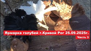 картинка: Ярмарка голубей и декоративных птиц г. Кривой Рог 27.09.2025. Часть 3