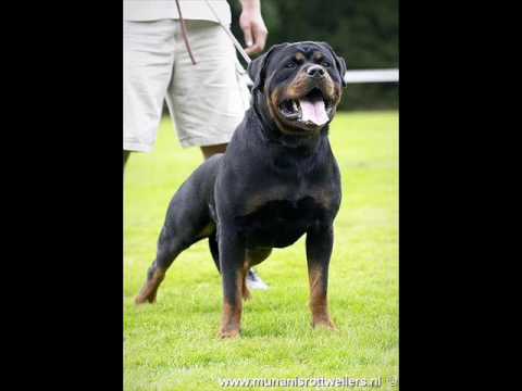 rottweiler akc standard rottweiler akc breed standard series 1988 funnydog tv rottweiler akc standard rottweiler akc breed standard series 1988 funnydog tv