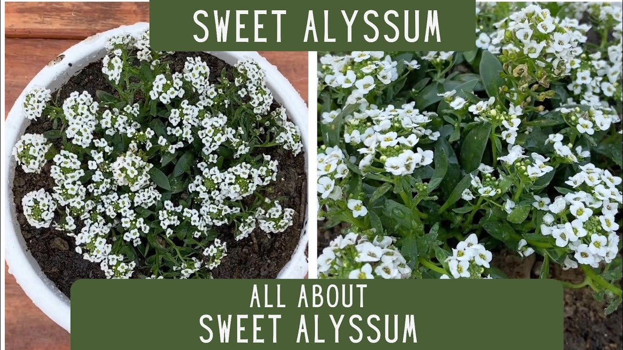 How To Take Care Of Sweet Alyssum Best Place To Keep Sweet Alyssum
