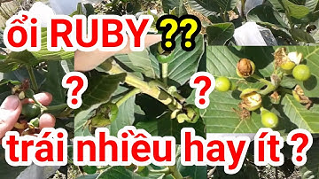 A30. ổi RUBY trái nhiều hay ít ?? #CuuHoNongNghiep #CHNN