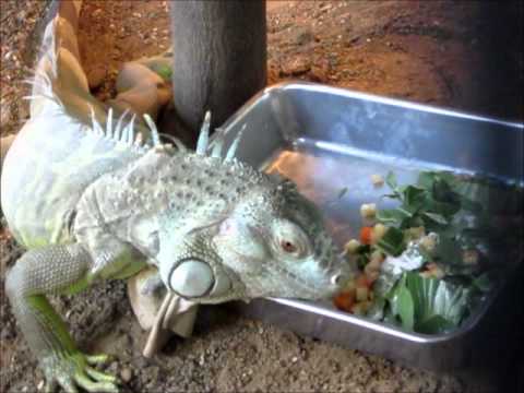 グリーンイグアナの食事 Green Iguana Eating The Bait Youtube