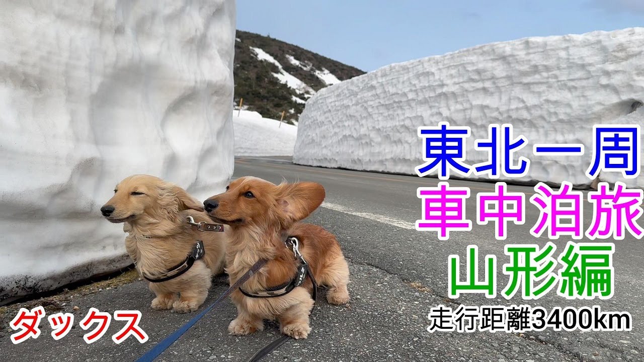 東北一周車中泊旅 山形編 走行距離3400km！ ミニチュアダックスフンド 多頭飼い 犬連れ ３歳／１歳【ちゃんねるナッツ】vol.258