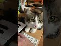 Why cats love synthesizers