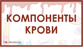 Компоненты крови - из чего состоит кровь? Эритроциты, лейкоциты, плазма и др