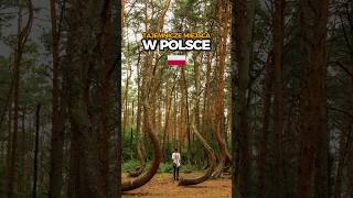 Tajemnicze miejsca w Polsce: Krzywy Las. Zasusbkrybuj nasz kanał po więcej inspiracji! #podróże