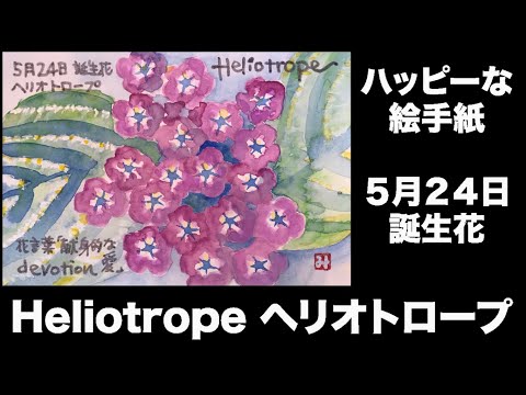 ハッピーな絵手紙5月24日誕生花heliotrope ヘリオトロープ Youtube