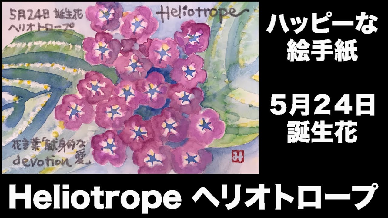 ハッピーな絵手紙5月24日誕生花heliotrope ヘリオトロープ Youtube