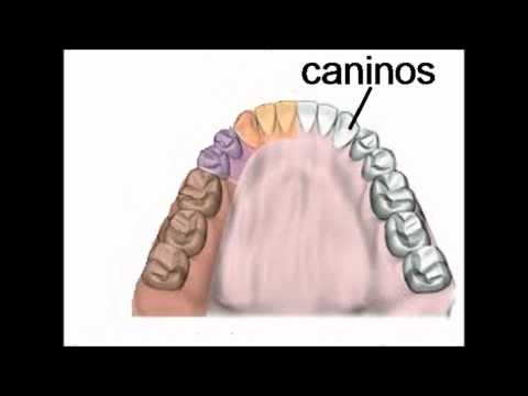 Video: ¿Qué dientes son los caninos?