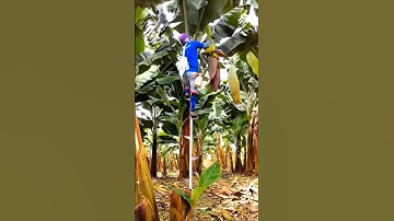 Perfecting Banana Bagging Techniques 🍌👌#banana #Satisfying #Farming #asmr #Shorts