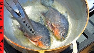 FLORIDA PIRANHA CATCH n COOK! **Piranhas in Florida Pond**